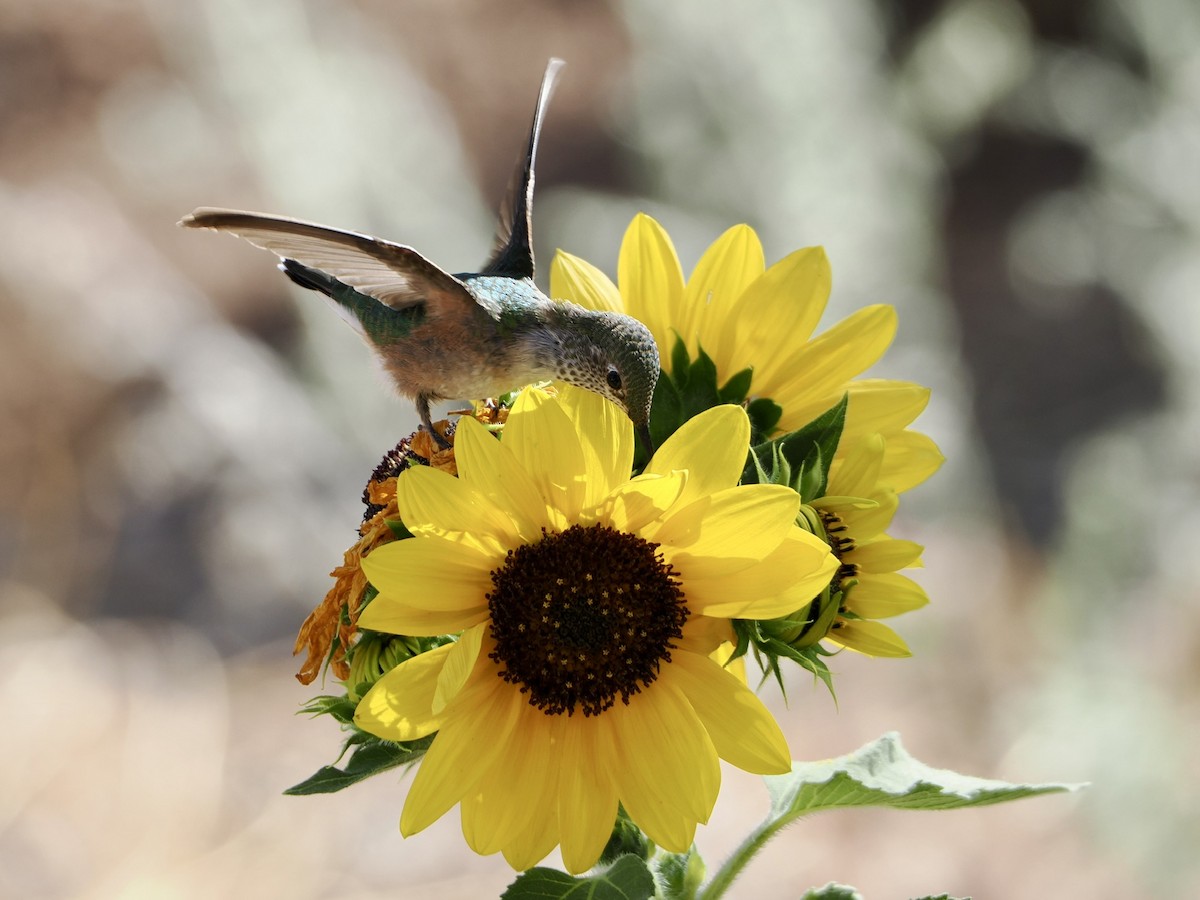 Broad-tailed Hummingbird - ML640845982