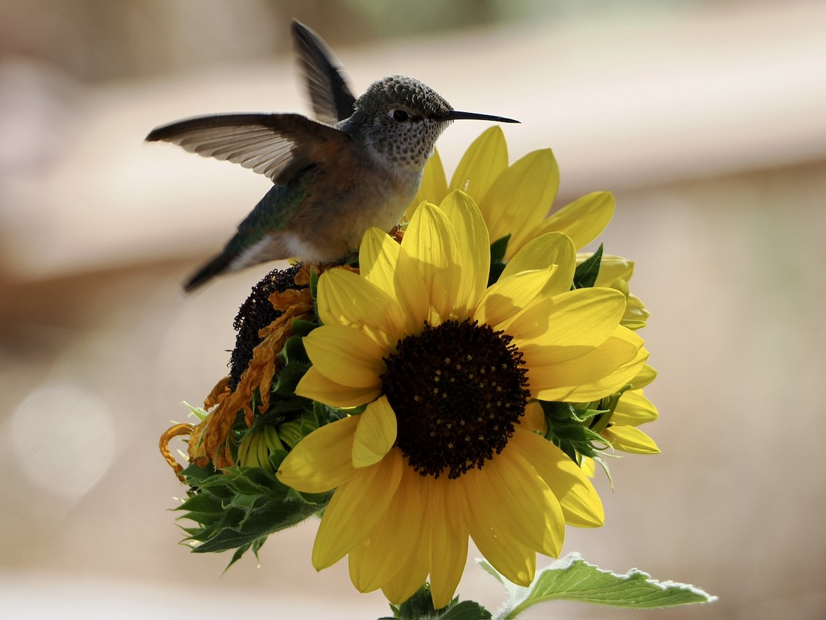Broad-tailed Hummingbird - ML640845987