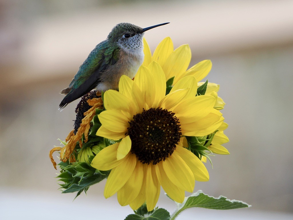 Broad-tailed Hummingbird - ML640845992