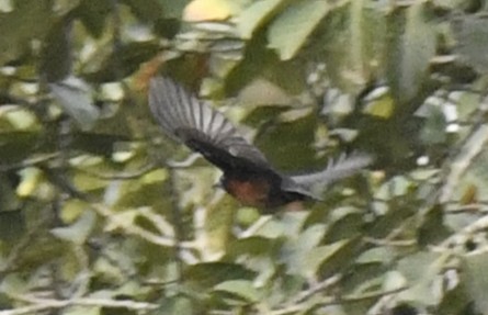 Yellow-mantled Weaver - ML640846029