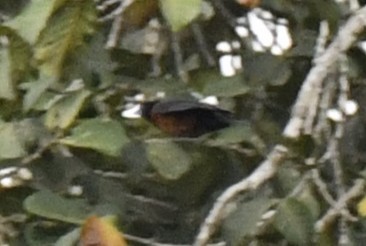 Yellow-mantled Weaver - ML640846030