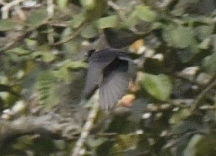 Yellow-mantled Weaver - ML640846031