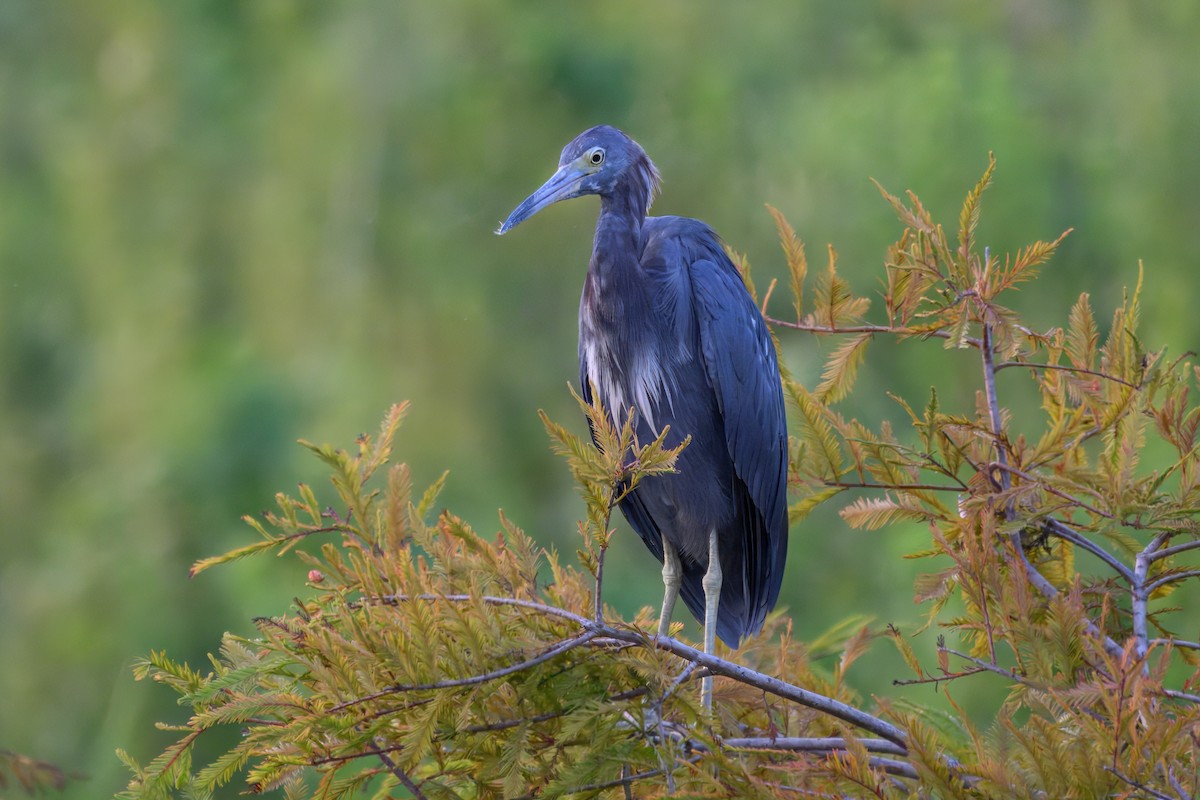 Little Blue Heron - ML640846065