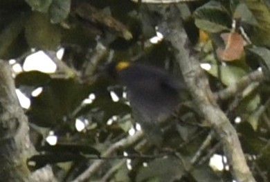 Yellow-mantled Weaver - ML640846072