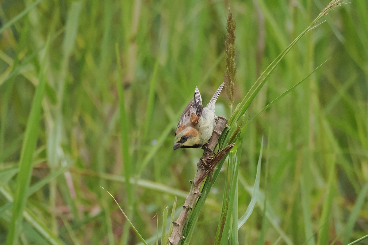 Plain-backed Sparrow - ML640846092