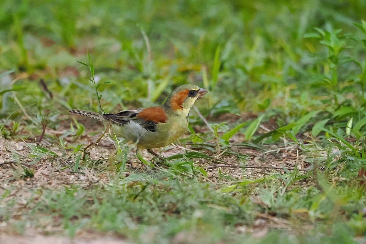 Plain-backed Sparrow - ML640846094