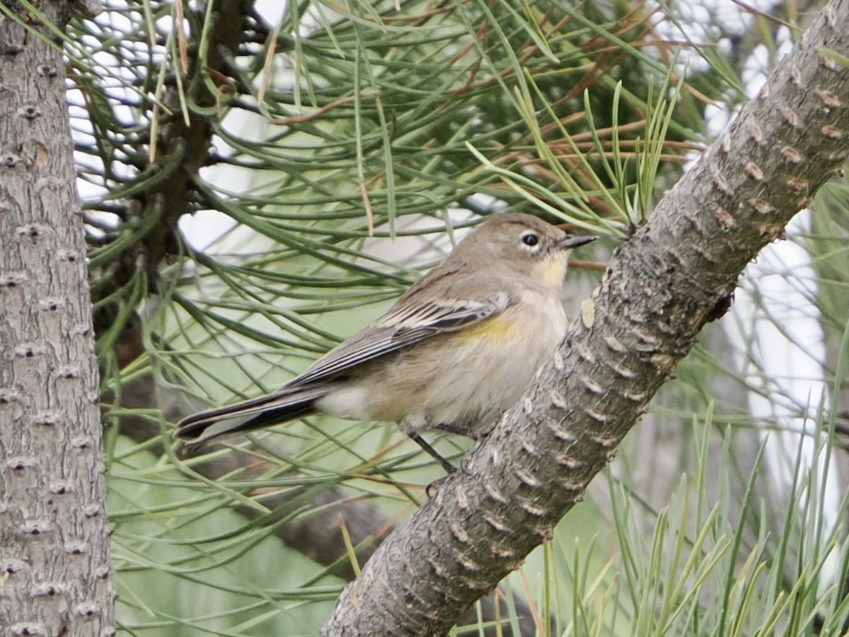 Yellow-rumped Warbler - ML640846097