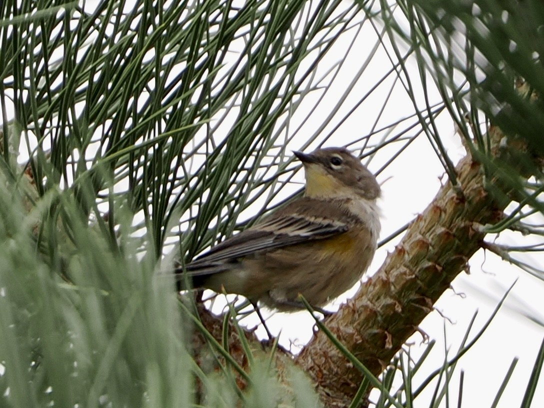 Yellow-rumped Warbler - ML640846100