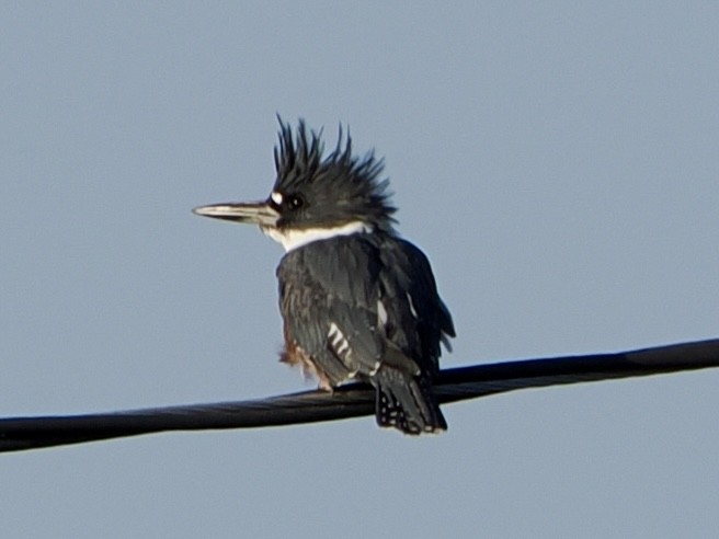 Belted Kingfisher - ML640846152