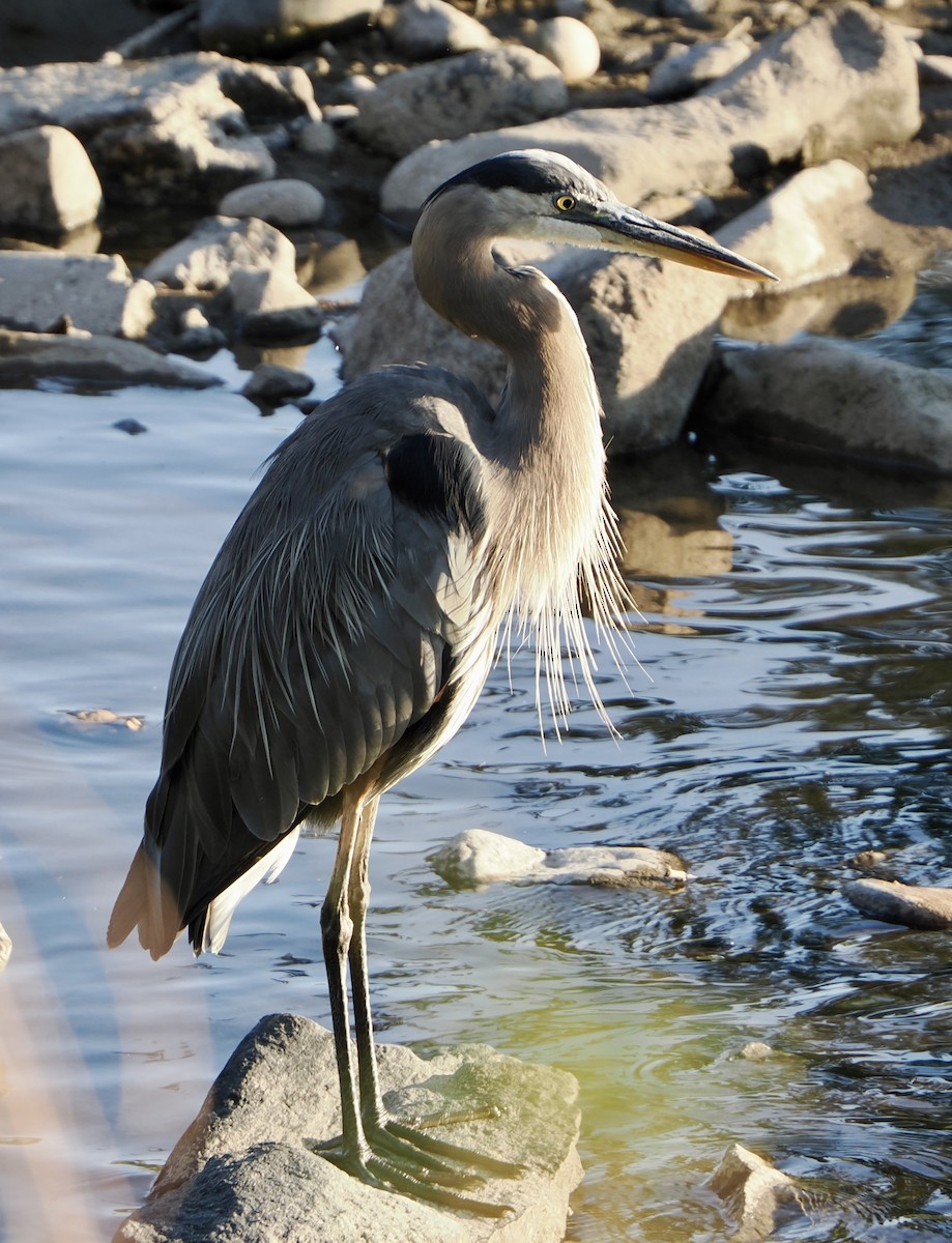 Great Blue Heron - ML640846157