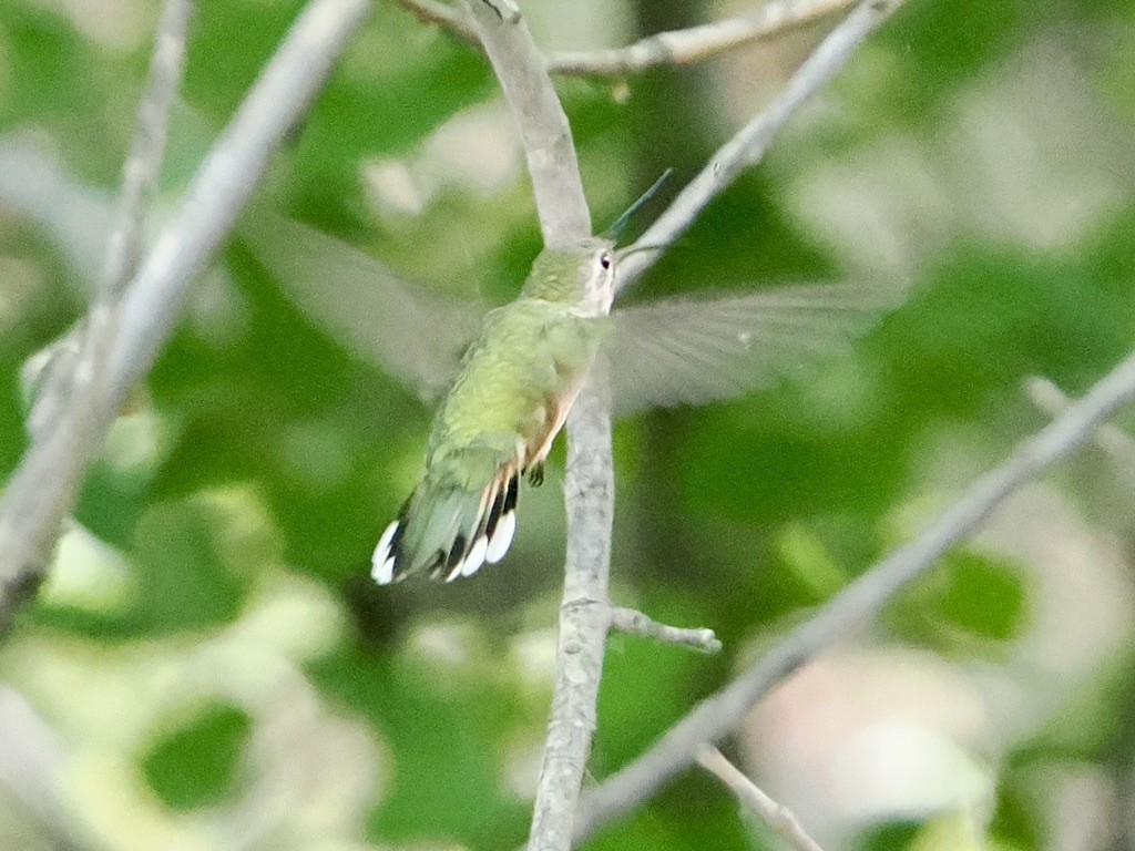 Broad-tailed Hummingbird - ML640846206