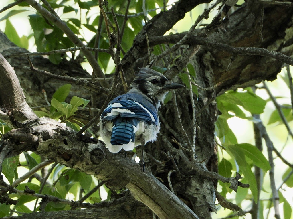 Blue Jay - ML640846226