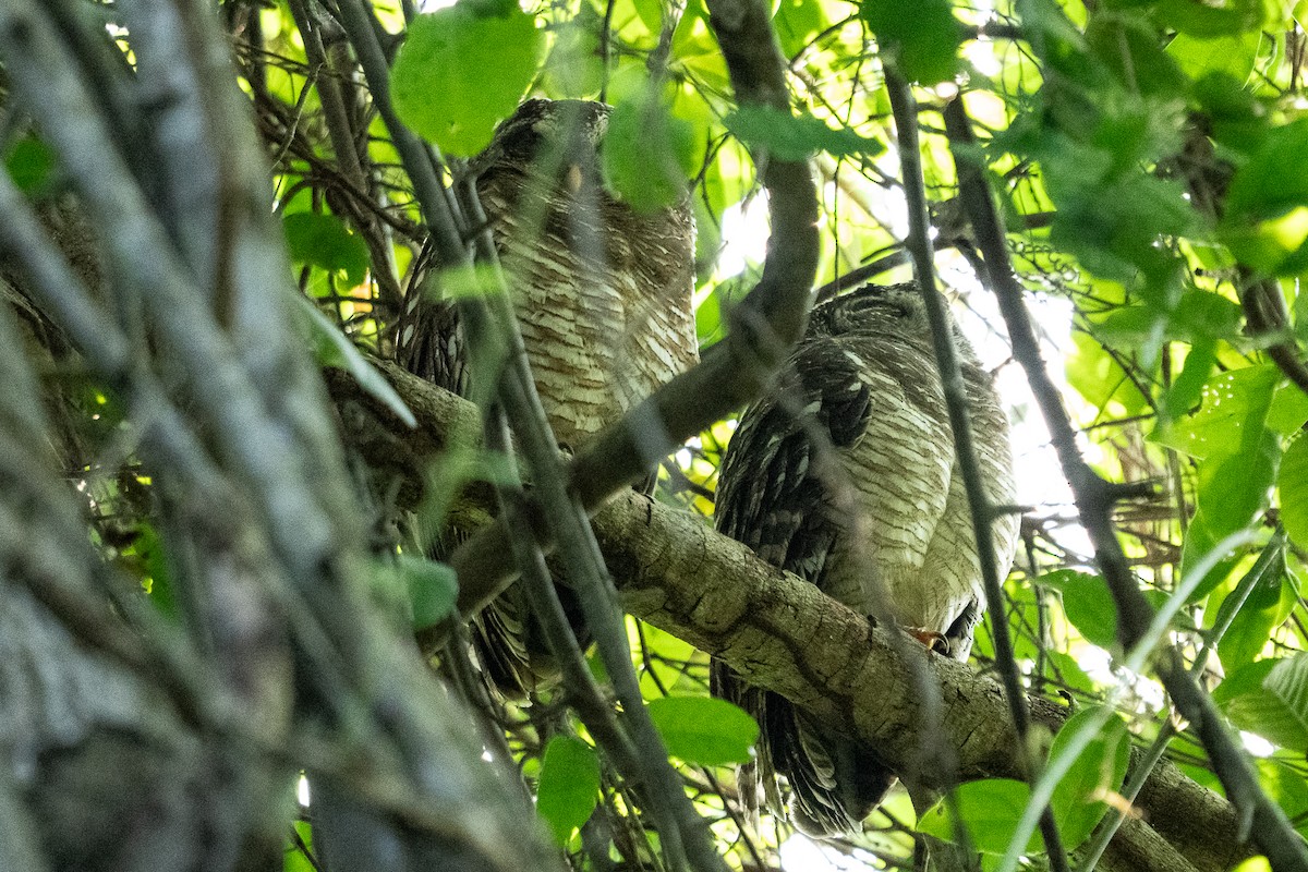 African Wood-Owl - ML640846275