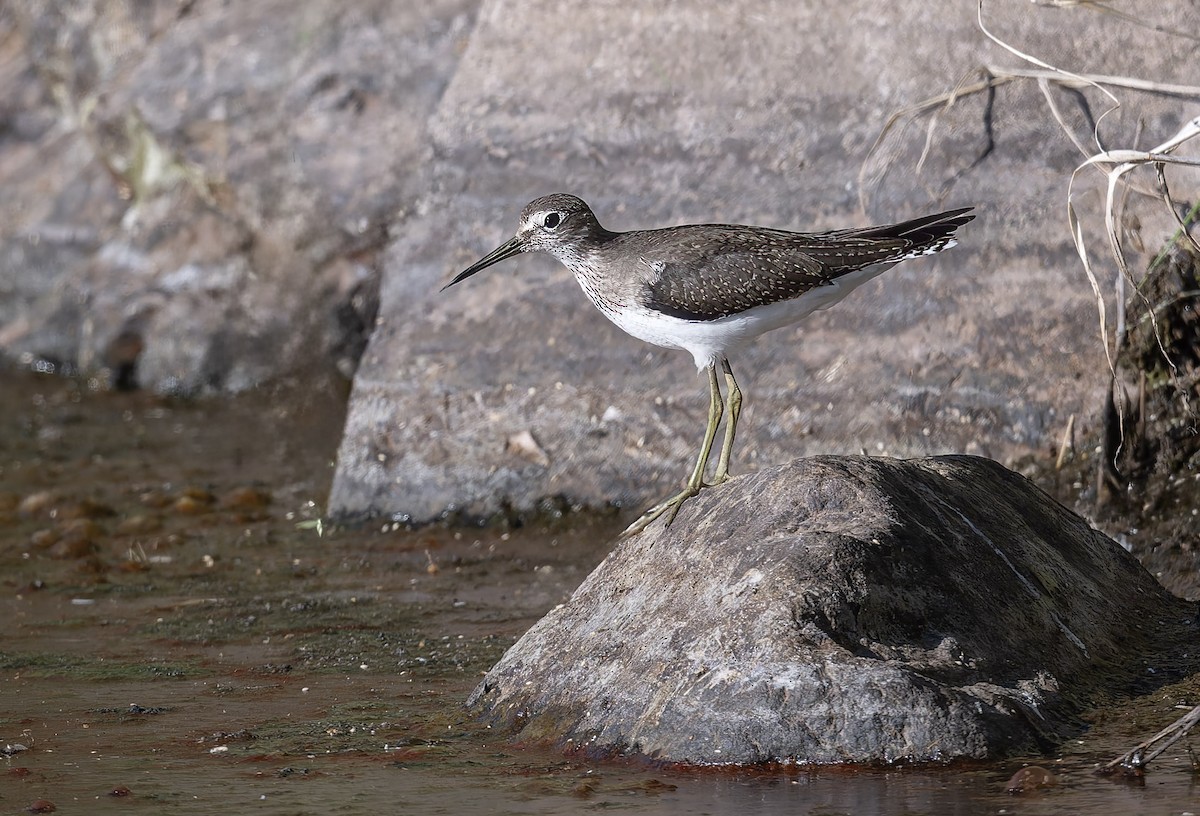 Solitary Sandpiper - ML640846283