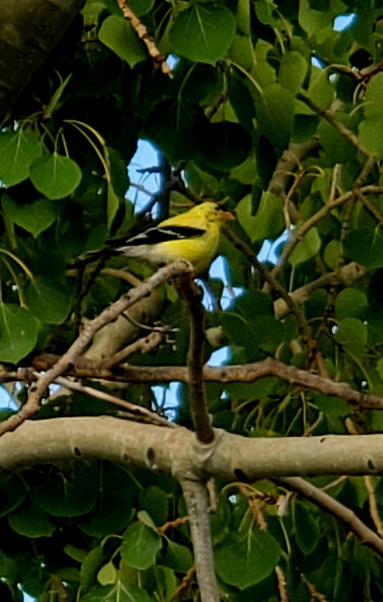 American Goldfinch - ML640846290