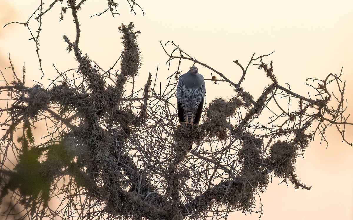 Madagascar Harrier-Hawk - ML640846384