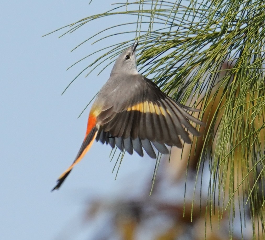 Small Minivet - ML640846396