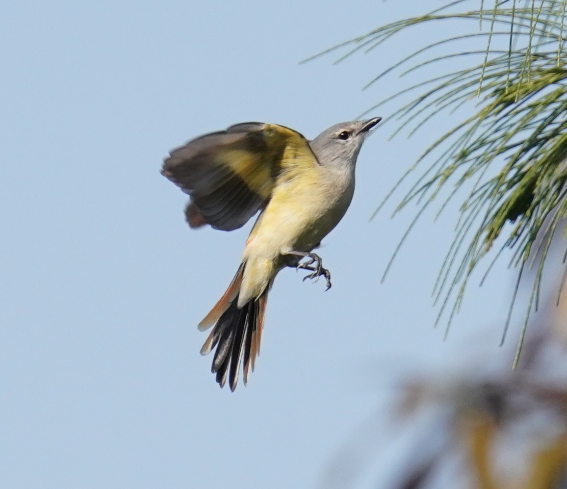 Small Minivet - ML640846397