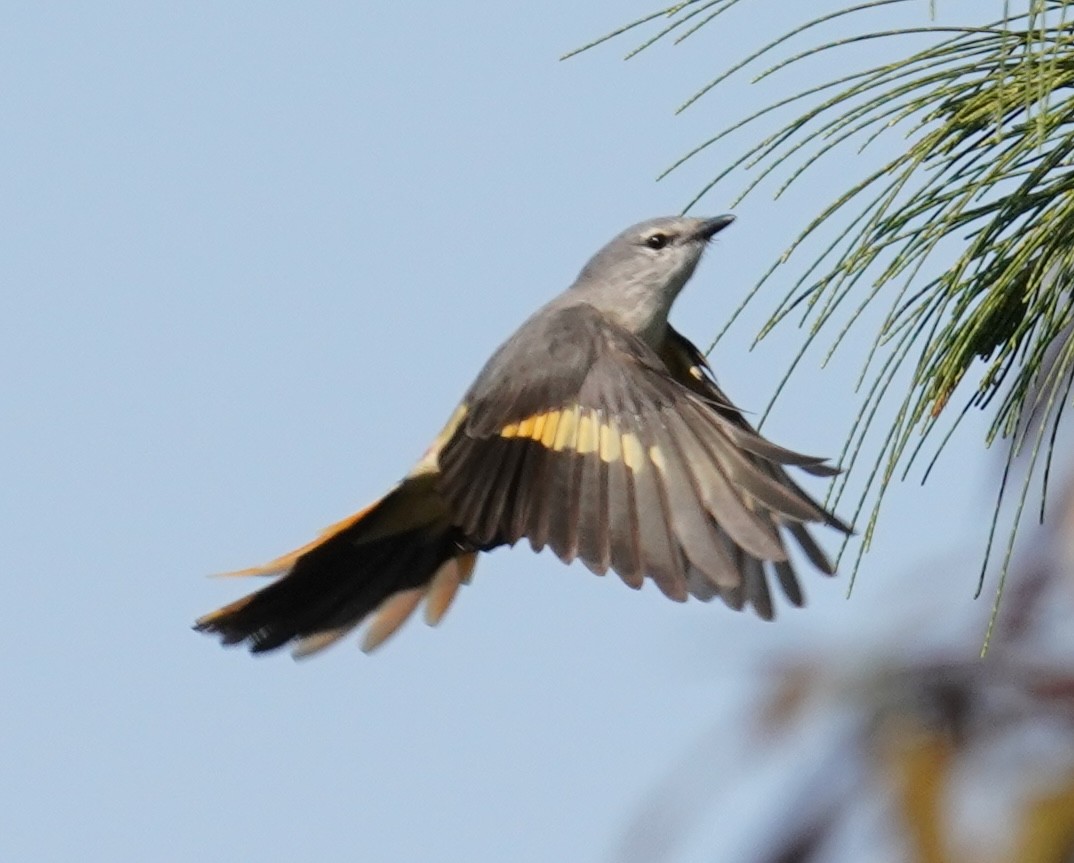 Small Minivet - ML640846398