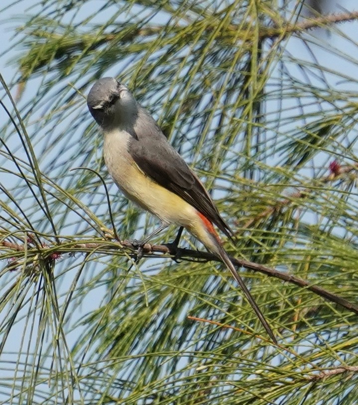 Small Minivet - ML640846399