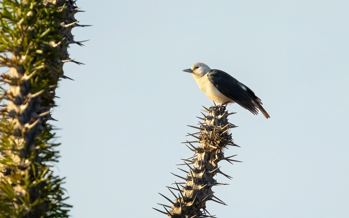 White-headed Vanga - ML640846436
