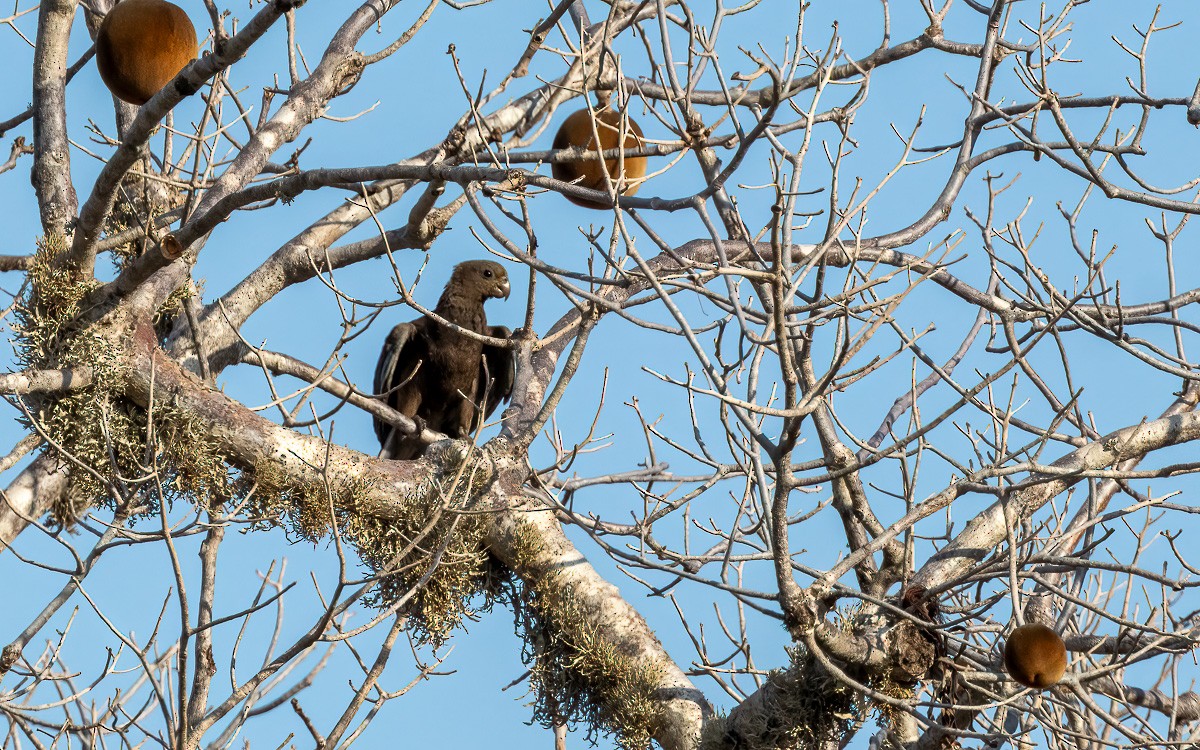 Lesser Vasa Parrot - ML640846482