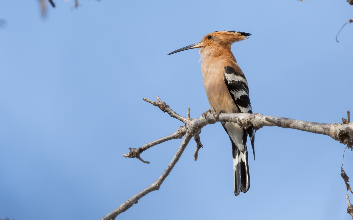 Madagascar Hoopoe - ML640846488