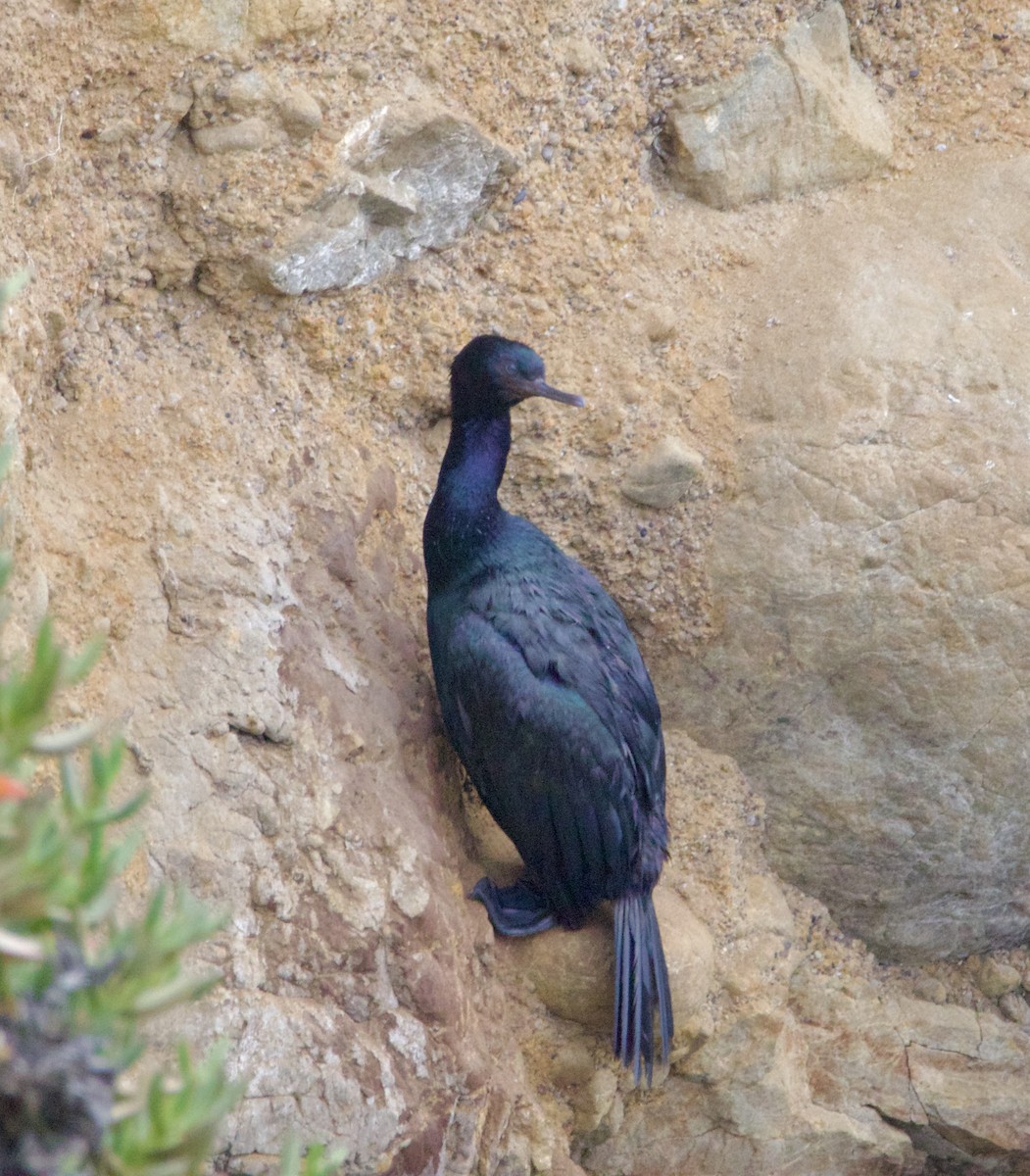 Meerscharbe - ML640846552