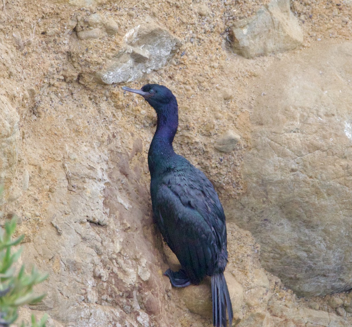 Meerscharbe - ML640846553
