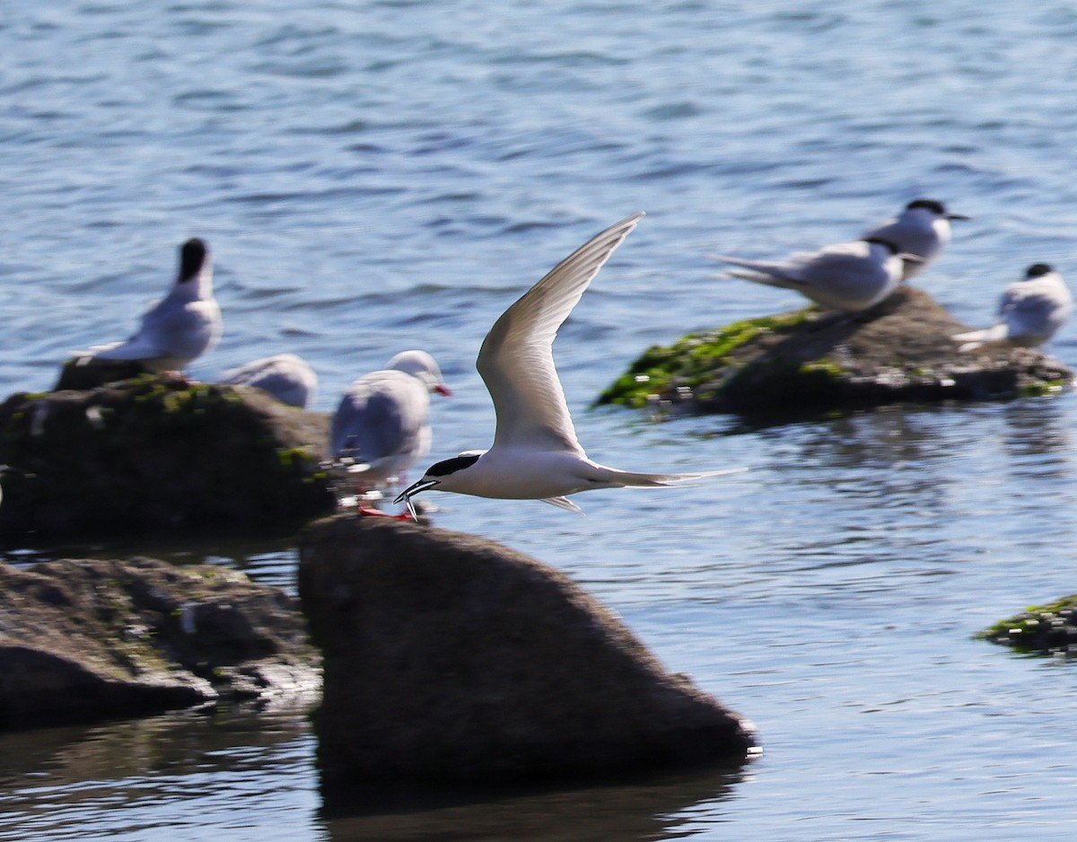 White-fronted Tern - ML640846606