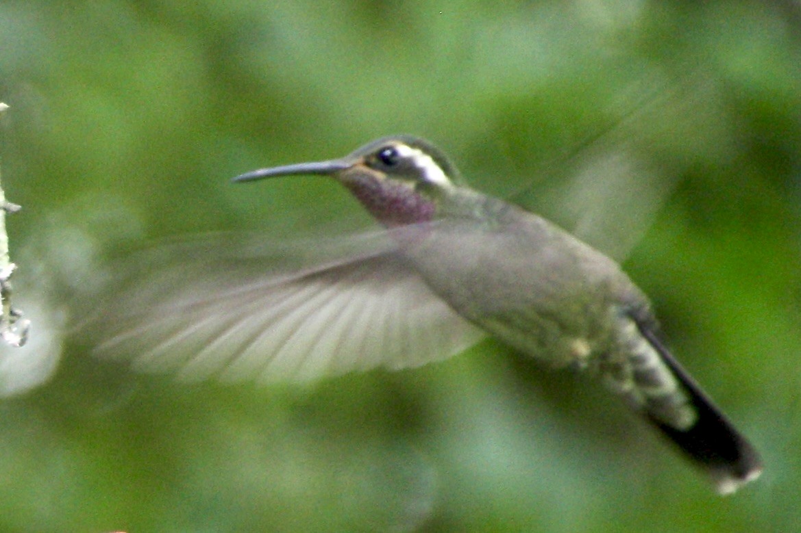 Amethyst-throated Mountain-gem - ML640846648