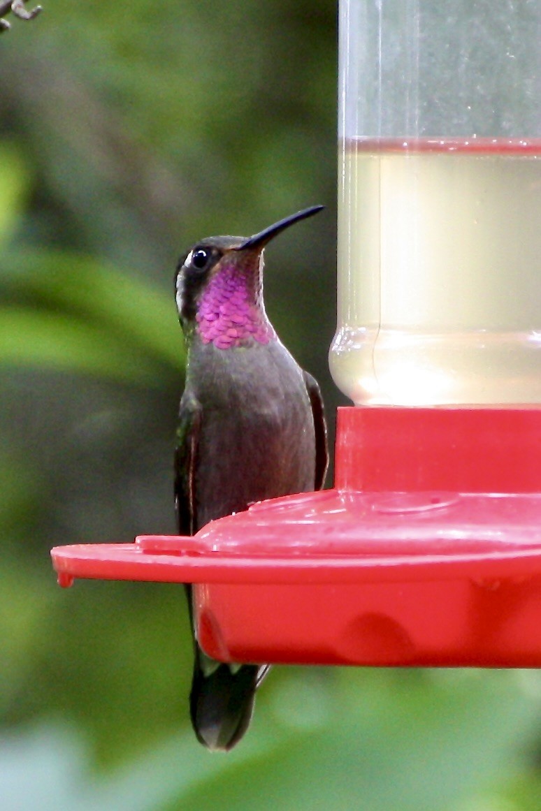 Amethyst-throated Mountain-gem - ML640846649