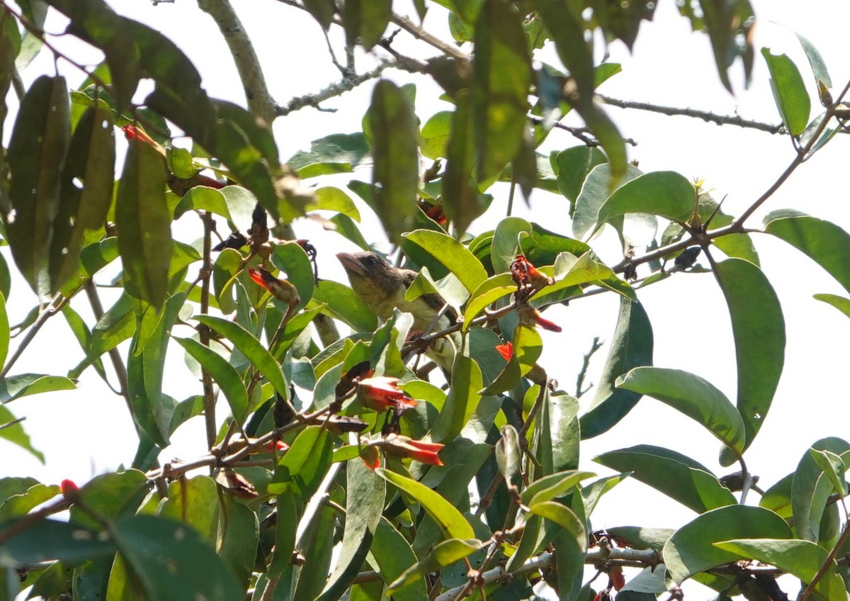 Sooty Barbet - ML640846658
