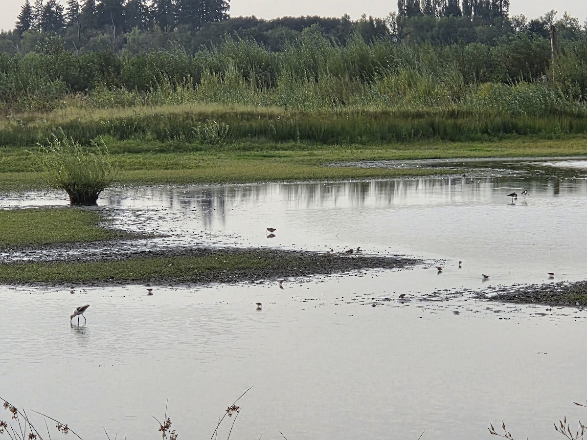 Échasse d'Amérique - ML640846700