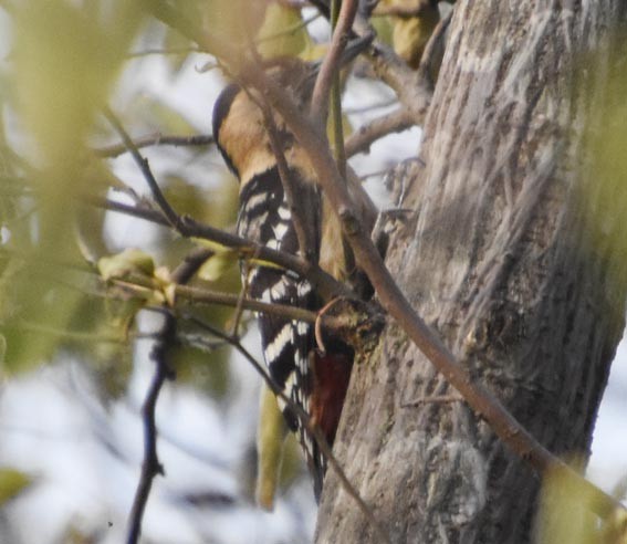 Fulvous-breasted Woodpecker - ML640846708
