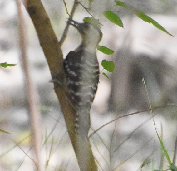 Fulvous-breasted Woodpecker - ML640846716