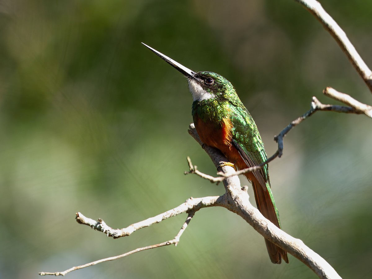 Rufous-tailed Jacamar - ML640846737