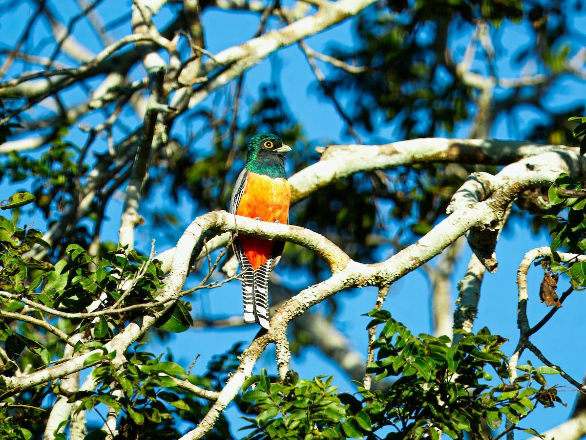 Blue-crowned Trogon - ML640846740