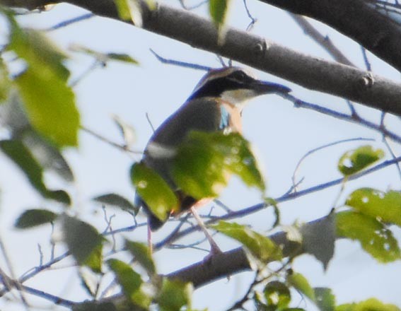 Indian Pitta - ML640846742