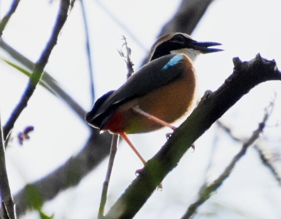 Indian Pitta - ML640846745