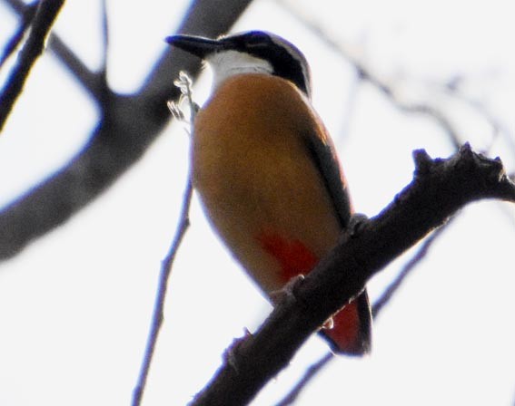 Indian Pitta - ML640846750