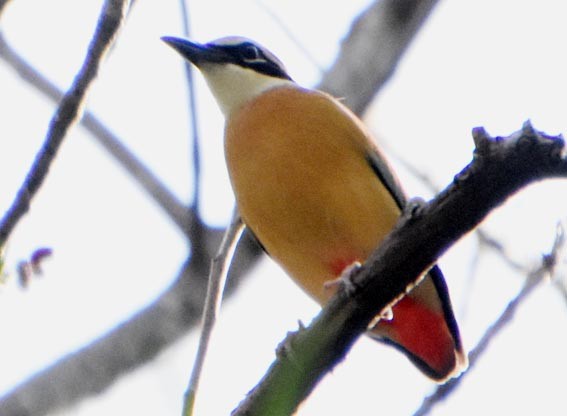 Indian Pitta - ML640846757