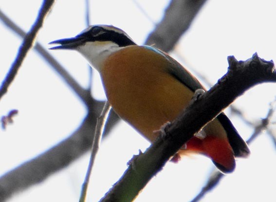 Indian Pitta - ML640846770