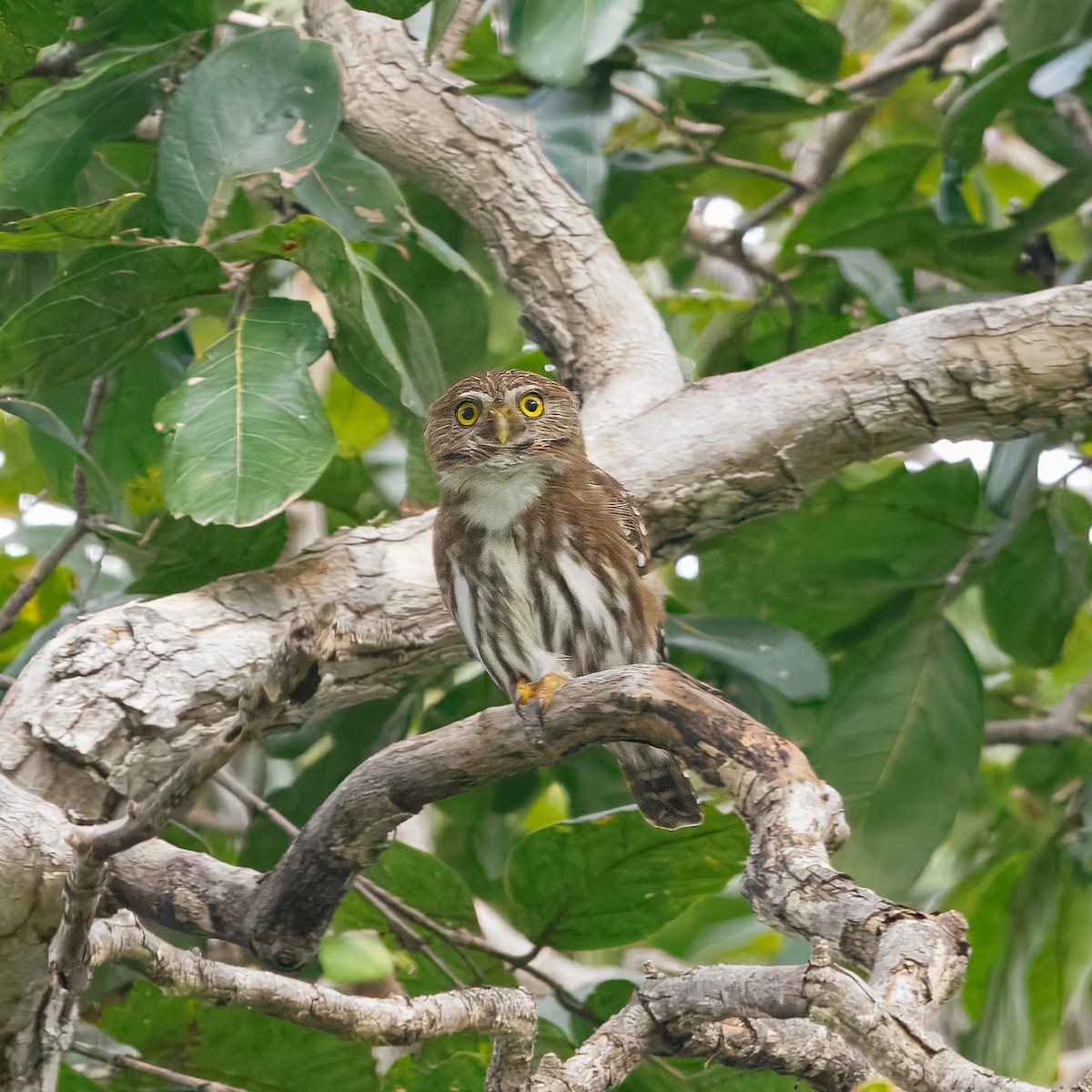 Ferruginous Pygmy-Owl - ML640846798