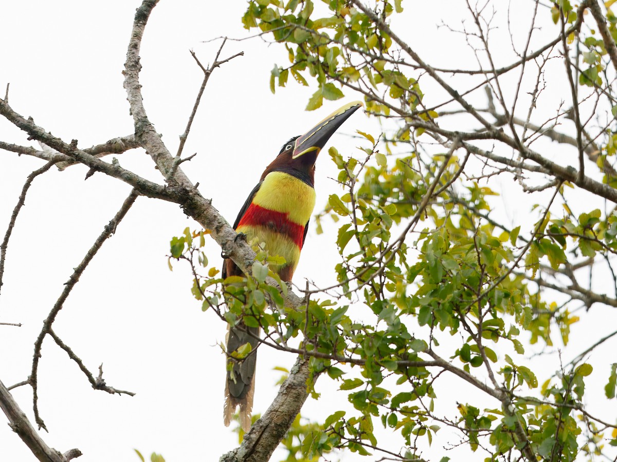 Chestnut-eared Aracari - ML640846801