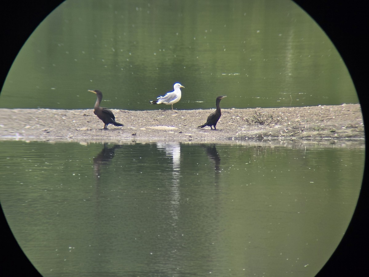 Cormoran vigua - ML640846809