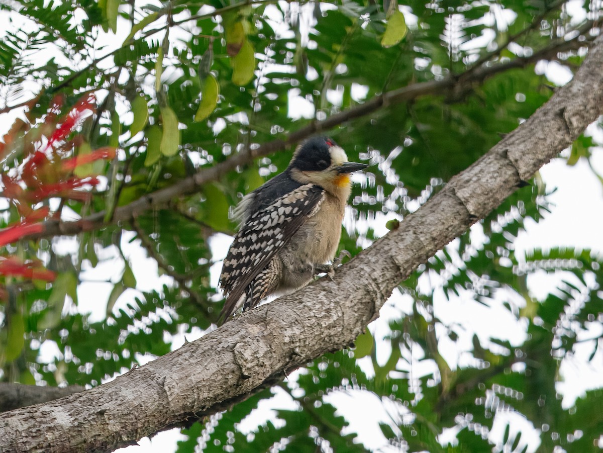 White-fronted Woodpecker - ML640846810