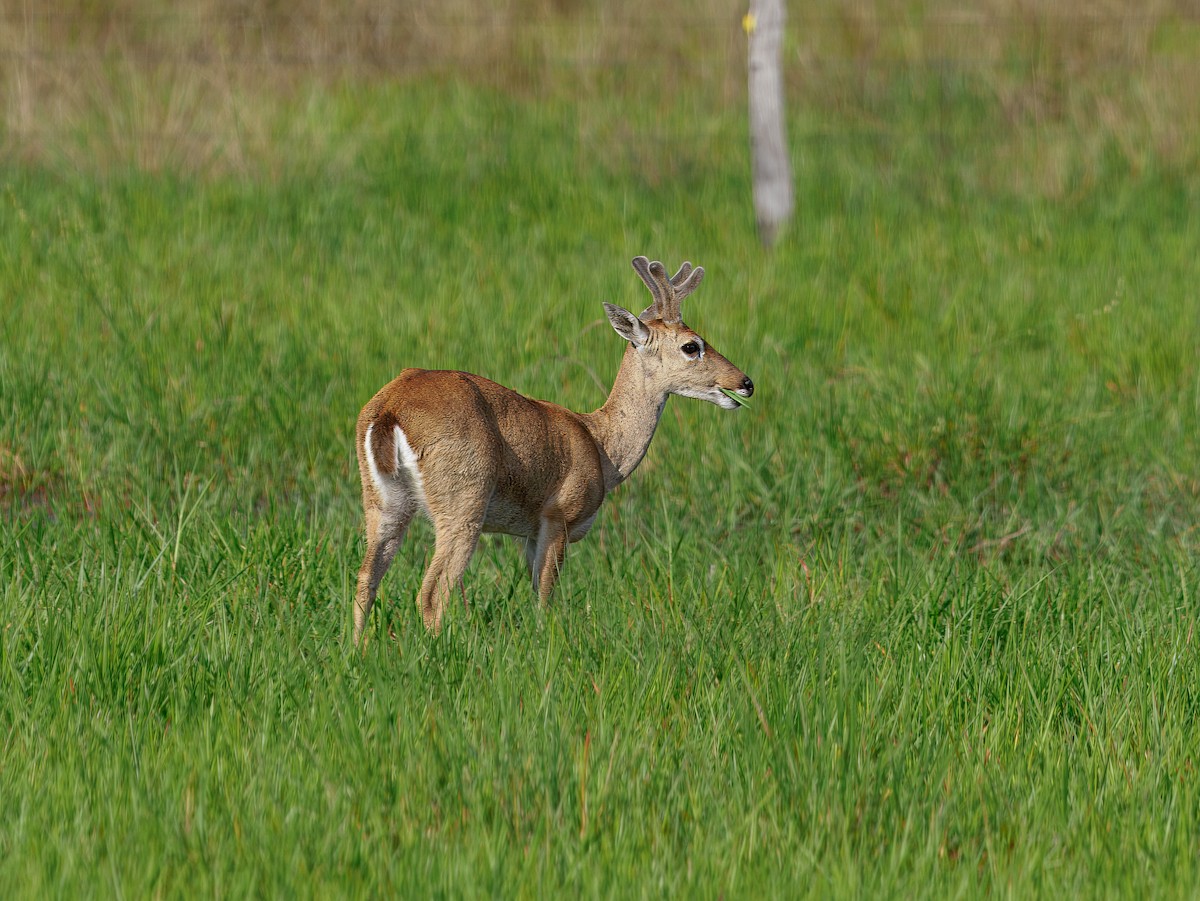 Pampas Deer - ML640846818