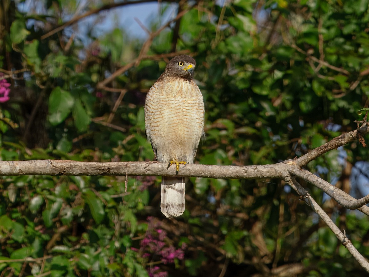 Roadside Hawk - ML640846836