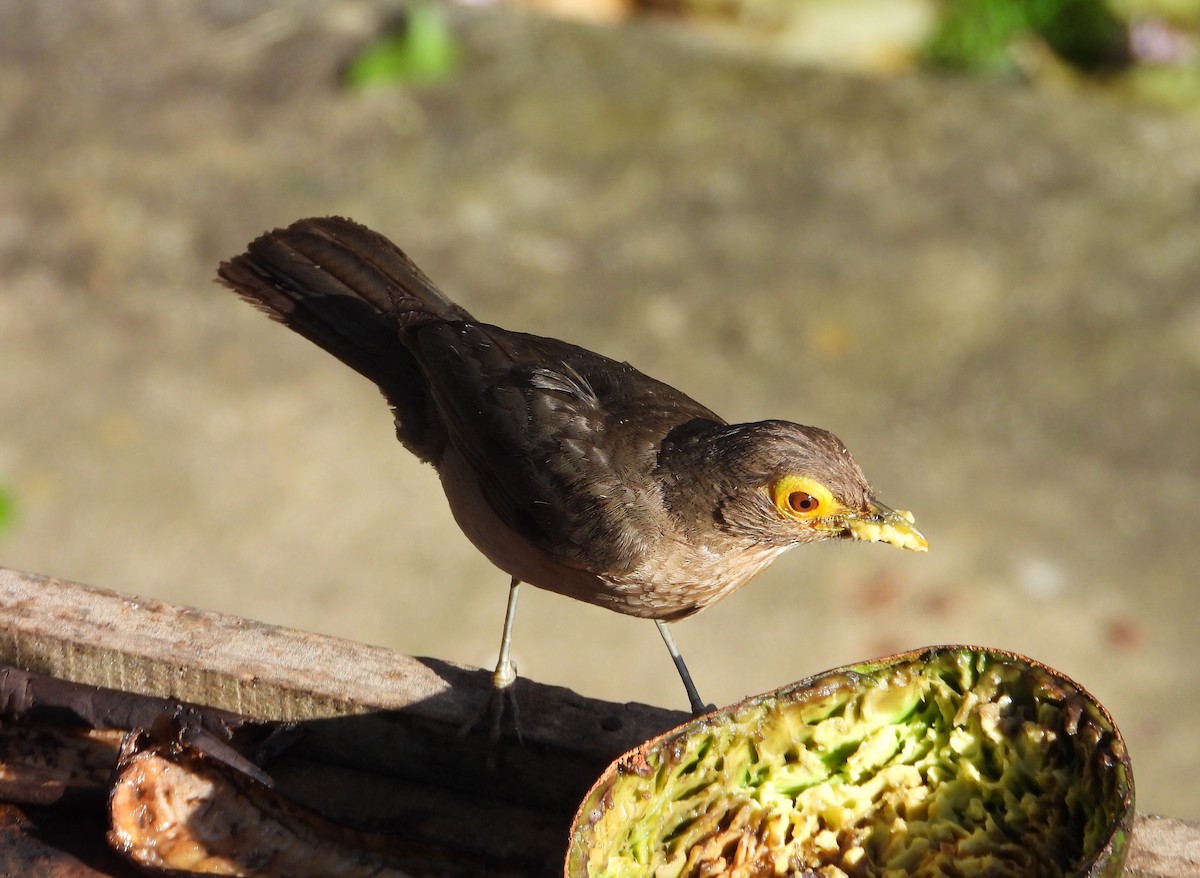 Spectacled Thrush - ML640846840
